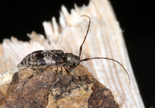 Leiopus nebulosus - Copyright Denis Bourgeois